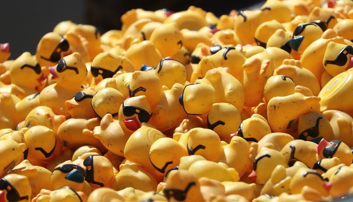 Rubber ducks float down the Chicago River during the 16th Annual Ducky Derby in Chicago, Illinois. AFP Rubber ducks float down the Chicago River during the 16th Annual Ducky Derby in Chicago, Illinois. AFP