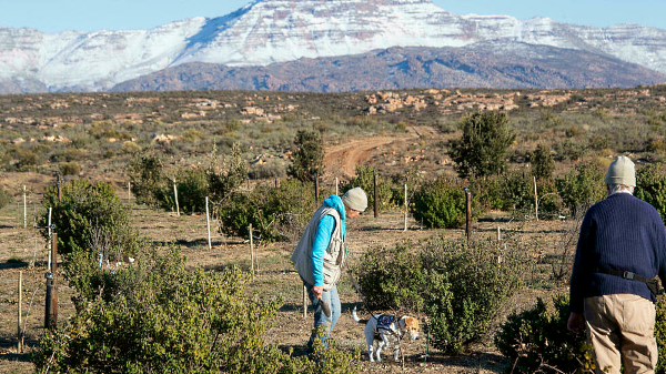 The climate on the plateaus of South Africa's rugged Cederberg mountains is similar to that of Mediterranean Europe. AFP The climate on the plateaus of South Africa's rugged Cederberg mountains is similar to that of Mediterranean Europe. AFP