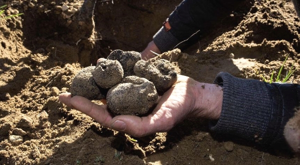 Paul Miros holds some Black Winter Perigord truffles on the family farm near Ceres. AFP Paul Miros holds some Black Winter Perigord truffles on the family farm near Ceres. AFP