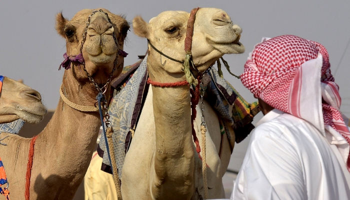 A man checks the camels before the race during the Crown Prince Camel Festival in the southwestern Saudi city of Taif. AFP