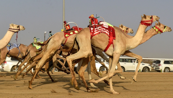 Camels take off at the start of a race during the Crown Prince Camel Festival in the southwestern Saudi city of Taif. AFP