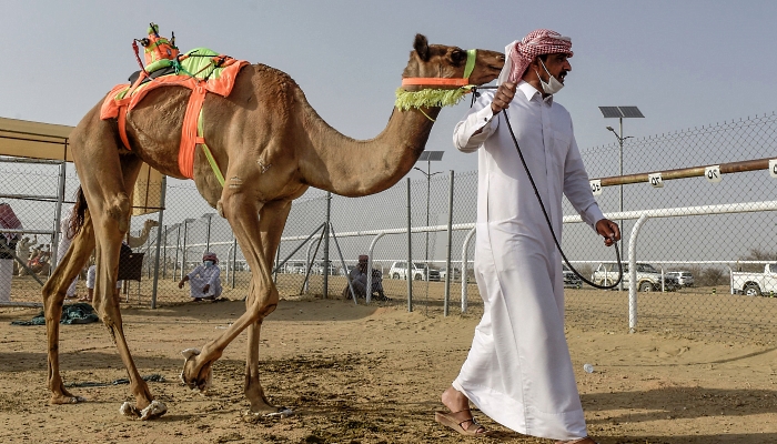 A handler walks with a camel before a race during the Crown Prince Camel Festival in the southwestern Saudi city of Taif. AFP