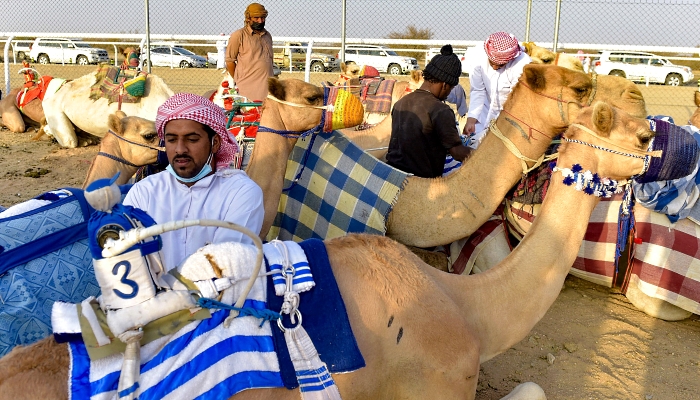 Handlers prepare camels during the Crown Prince Camel Festival in the southwestern Saudi city of Taif. AFP