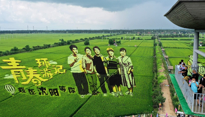 Tourists visiting a paddy field with images created by growing different varieties of rice in Shenyang in China's northeastern Liaoning province. AFP