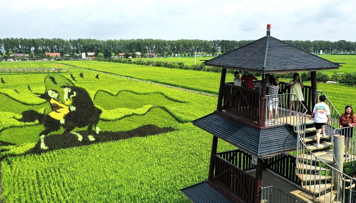 Tourists visiting a paddy field with images created by growing different varieties of rice in Shenyang in China's northeastern Liaoning province. AFP