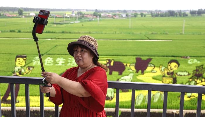 Tourists visiting a paddy field with images created by growing different varieties of rice in Shenyang in China's northeastern Liaoning province. AFP