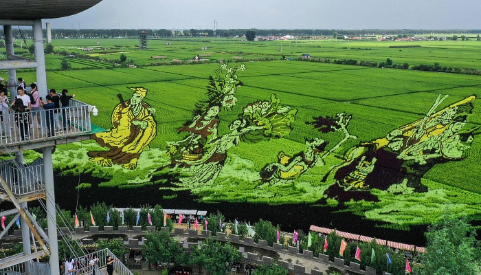 Tourists visiting a paddy field with images created by growing different varieties of rice in Shenyang in China's northeastern Liaoning province. AFP