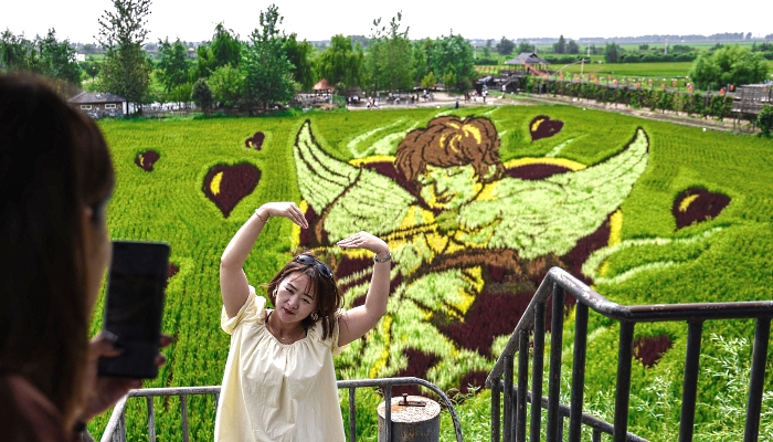 Tourists visiting a paddy field with images created by growing different varieties of rice in Shenyang in China's northeastern Liaoning province. AFP