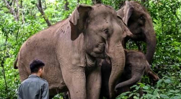 With no natural enemies, the elephant population in China has doubled to more than 300 and counting. AFP