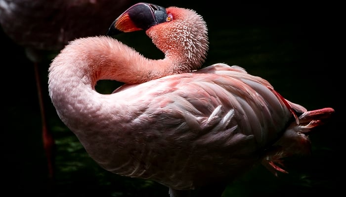 A flamingo in an enclosure at the Kowloon Park Bird Lake in Hong Kong. AFP