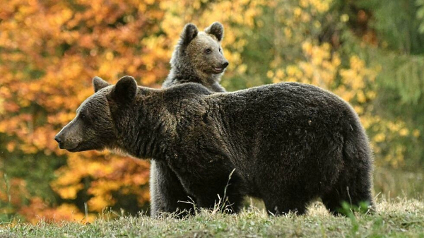 Activists fear a rise in killings if the census finds the protected species is not that endangered. AFP