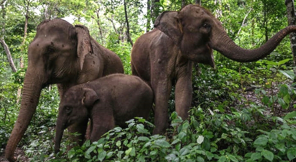 Elephants eat in a forest at the Asian Elephant Breeding and Rescue Center in Xishuangbanna in southwest China's Yunnan province. AFP