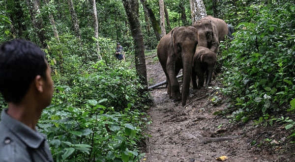 A Xishuangbanna elephant national park has been proposed by Chinese scientists, but it would require the expensive and politically tricky task of reclaiming farmland and relocating hundreds of thousands of residents to link up pockets of habitat. AFP