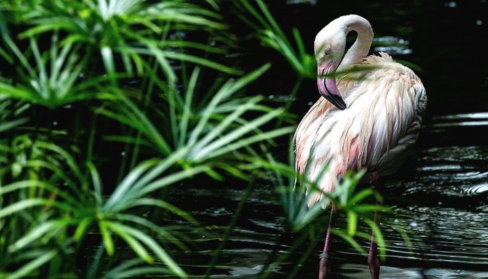 A flamingo in an enclosure at the Kowloon Park Bird Lake in Hong Kong. AFP