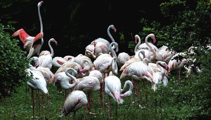 Flamingos in an enclosure at the Kowloon Park Bird Lake in Hong Kong. AFP