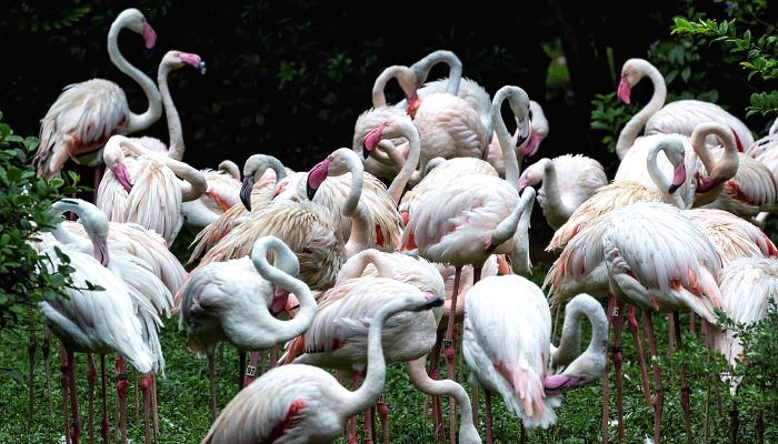 Flamingos in an enclosure at the Kowloon Park Bird Lake in Hong Kong. AFP