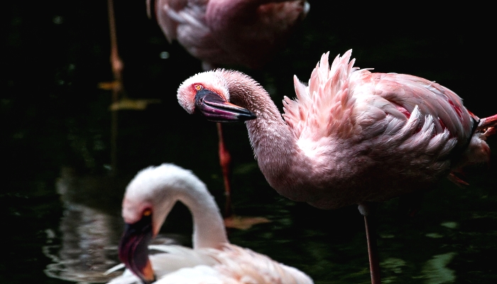 Flamingos in an enclosure at the Kowloon Park Bird Lake in Hong Kong. AFP