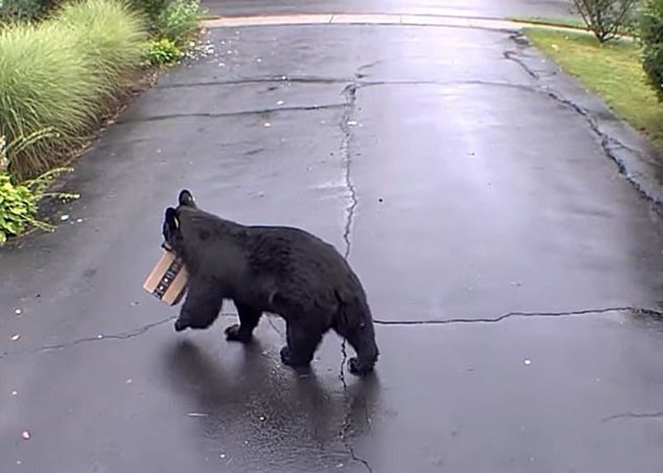 小黑熊衔起包裹后，若无其事地走向草丛。（互联网照片）
