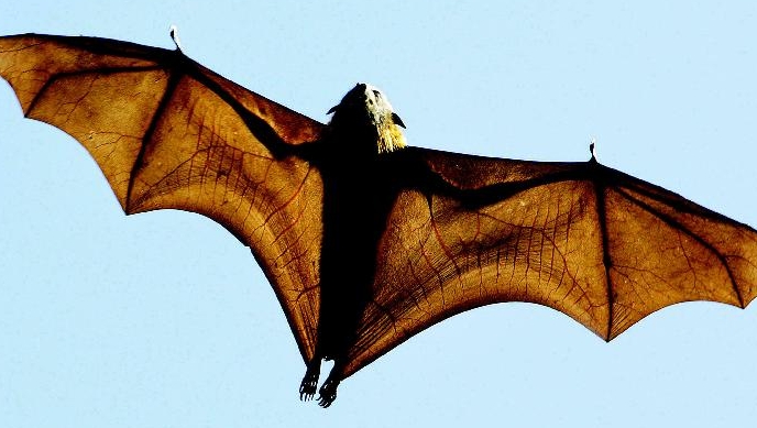 Experts are studying the exceptional longevity of bats in the hope of discovering benefits for humans. AFP