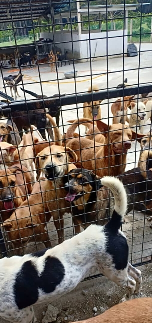 居銮流浪狗之家设立两个收容所，收留了逾1300只狗。

